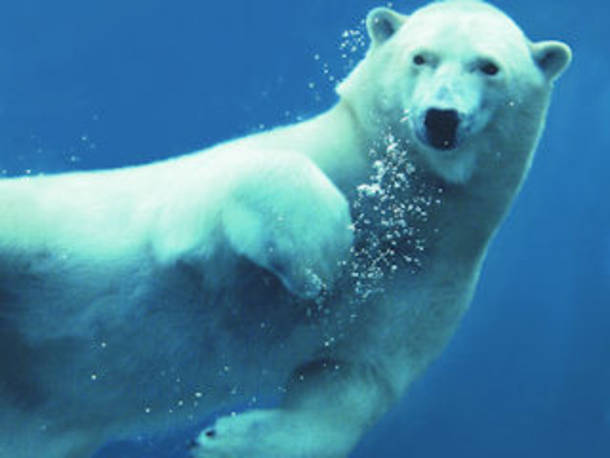 Ein Eisbär beim tauchen