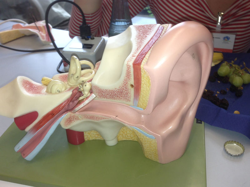 Überdimensional großes Modell eines Ohrs (Innenleben).