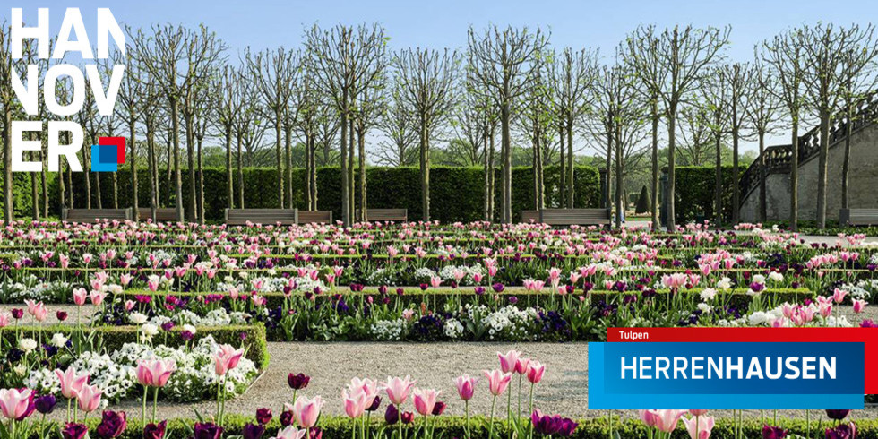 Hecken und Tulpen im Eingangsbereich zum Großen Garten in Herrenhausen