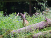 Reh hinter Baumstamm