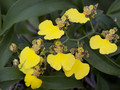 Oncidium herrenhusanum