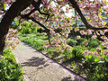 Zierkirsche im Irisgarten