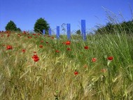 Blaue Holzpfähle am Wegesrand mit Mohnfeld markieren Fahrradtouren innerhalb der Region