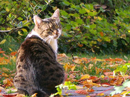 Katze im Laub