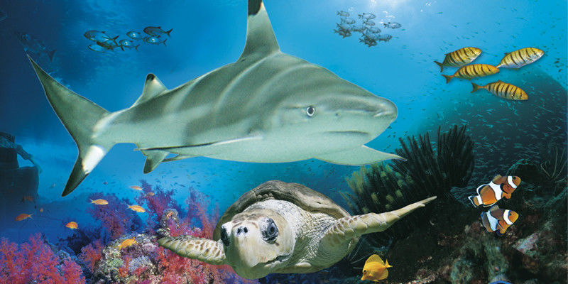 Ein Hai und eine Schildkröte schwimmen im Wasser.
