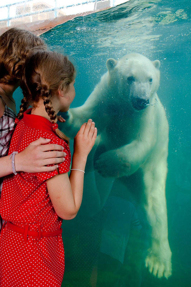 Kinder,die durch eine Glaswand einen tauchenden Eisbär beobachten.