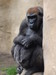 Gorillaweibchen