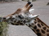 Eine Giraffe beim Fressen