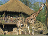 Giraffen im Erlebnis-Zoo Hannover mit Zoobesuchern