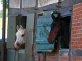 Horses in the stables