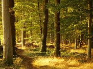 Waldstück