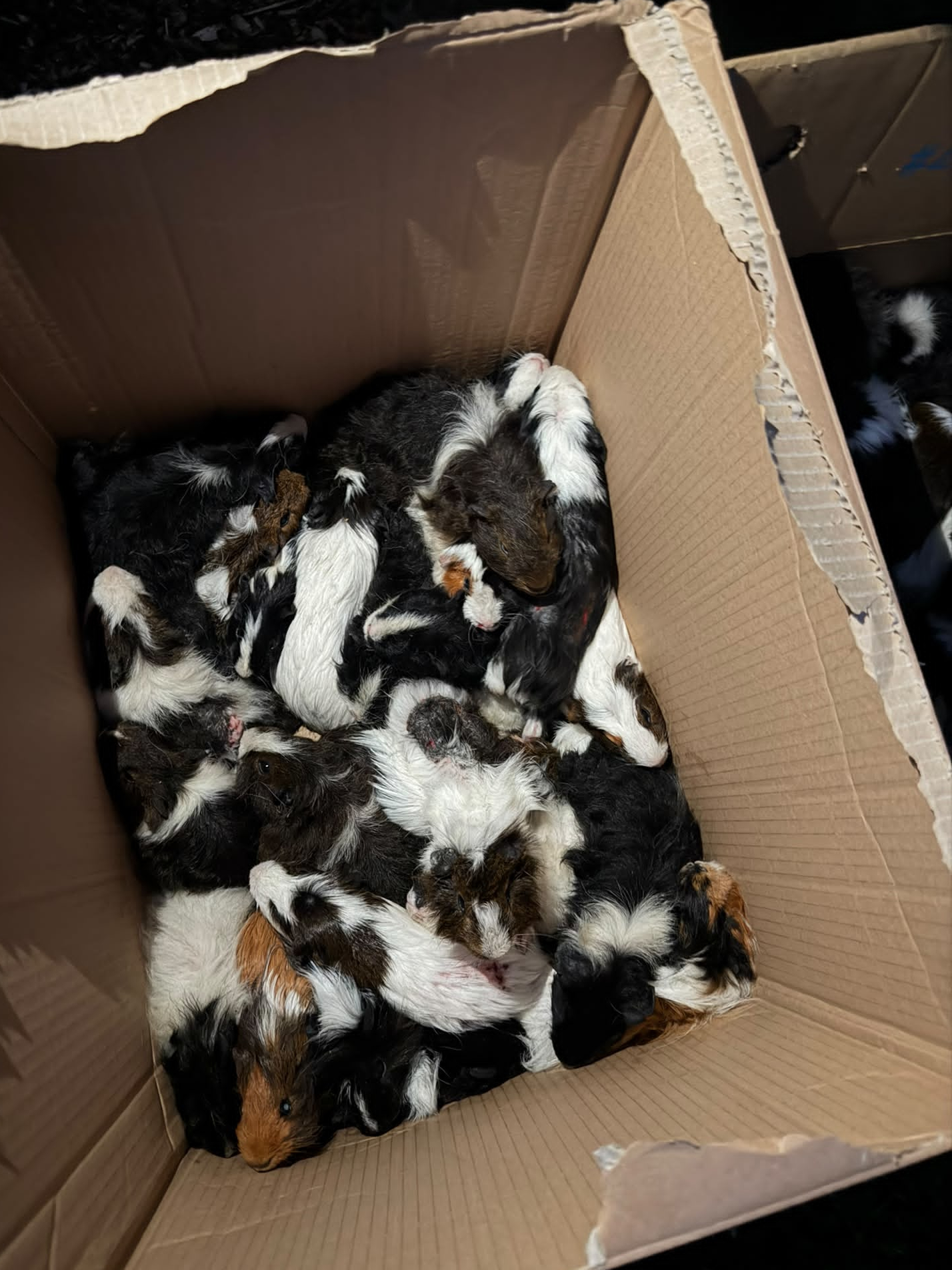 Meerschweinchen dicht gedr&auml;ngt in einem Karton