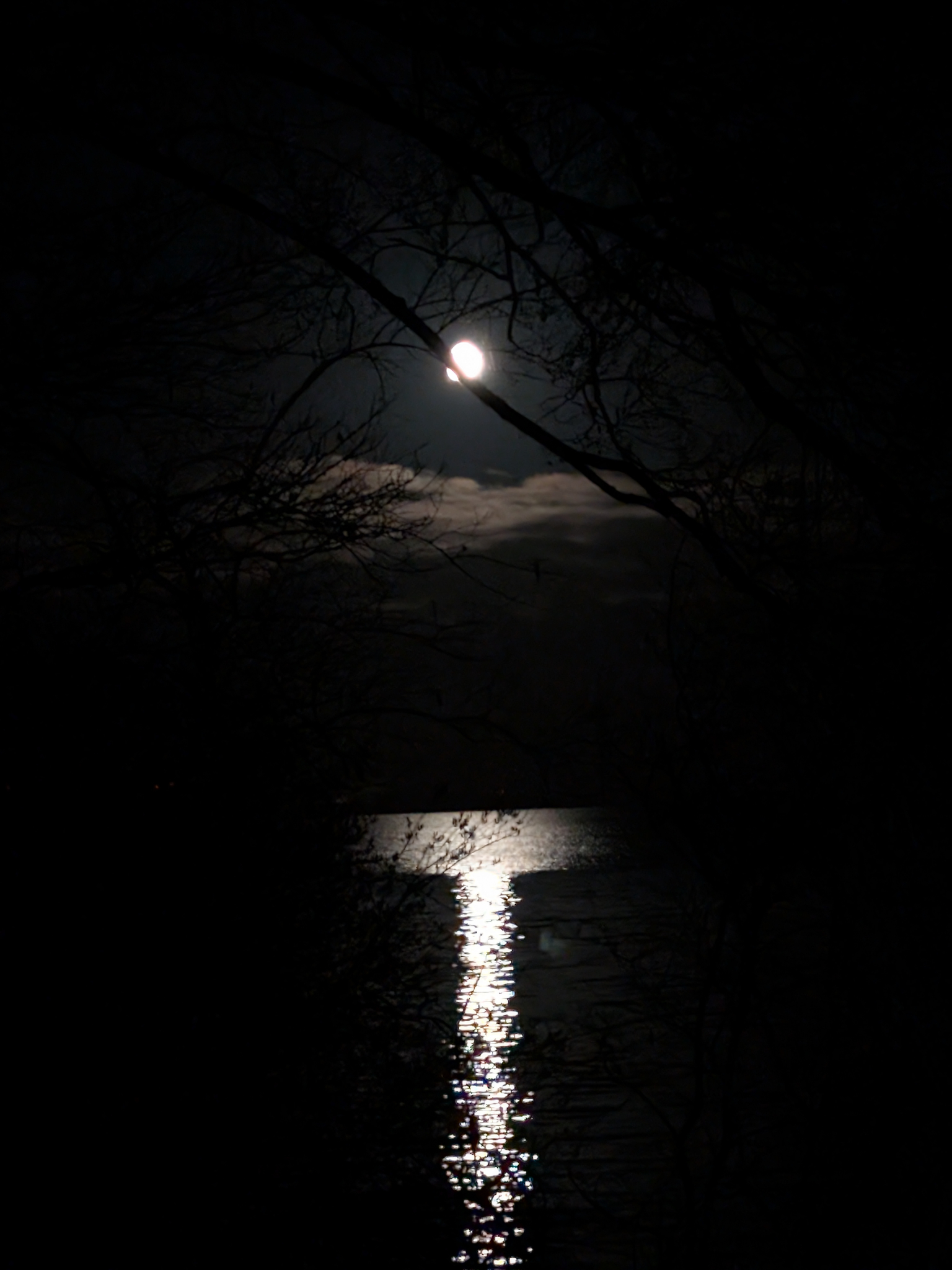 Blick durch Ge&auml;st bei Nacht auf das Steinhuder Meer, am Himmel steht der Mond, Mondlicht spiegelt sich im Wasser.