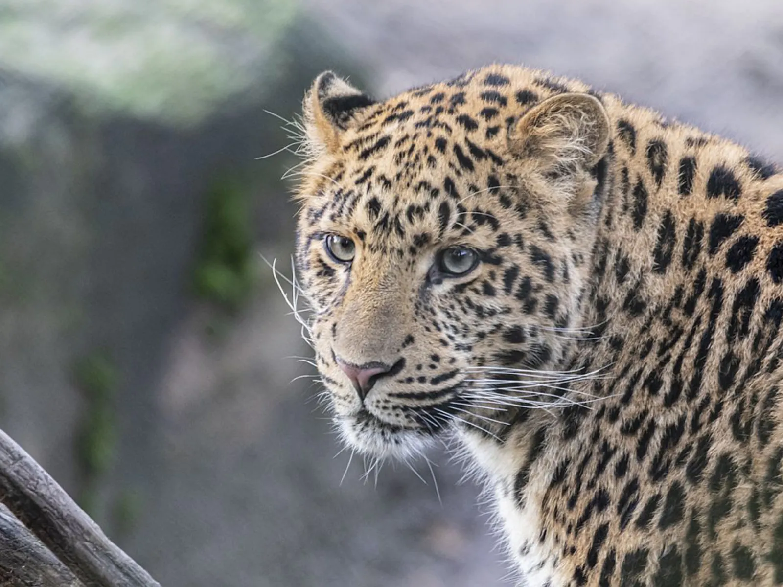 Ein Chinesischer Leopard im Gehege.