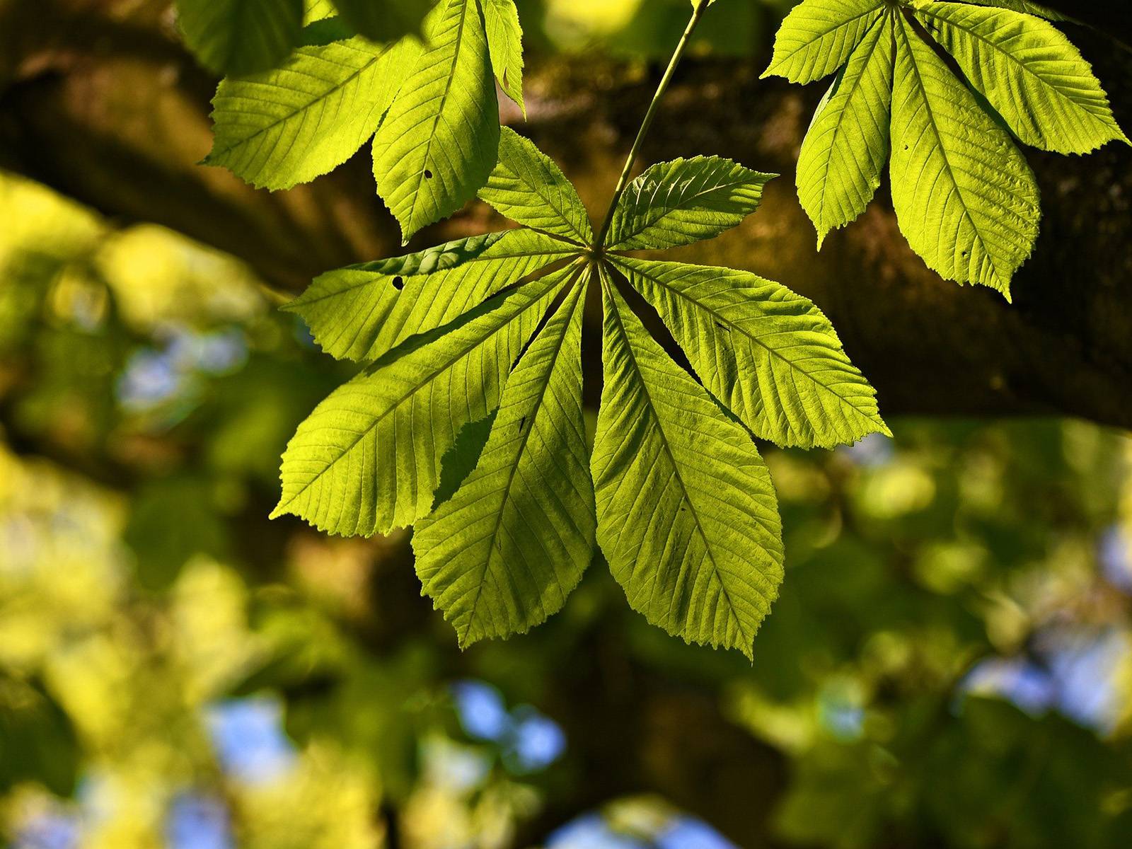 Im Vordergrund das Blatt einer Kastanie, im Hintergrund weitere Blätter und Äste