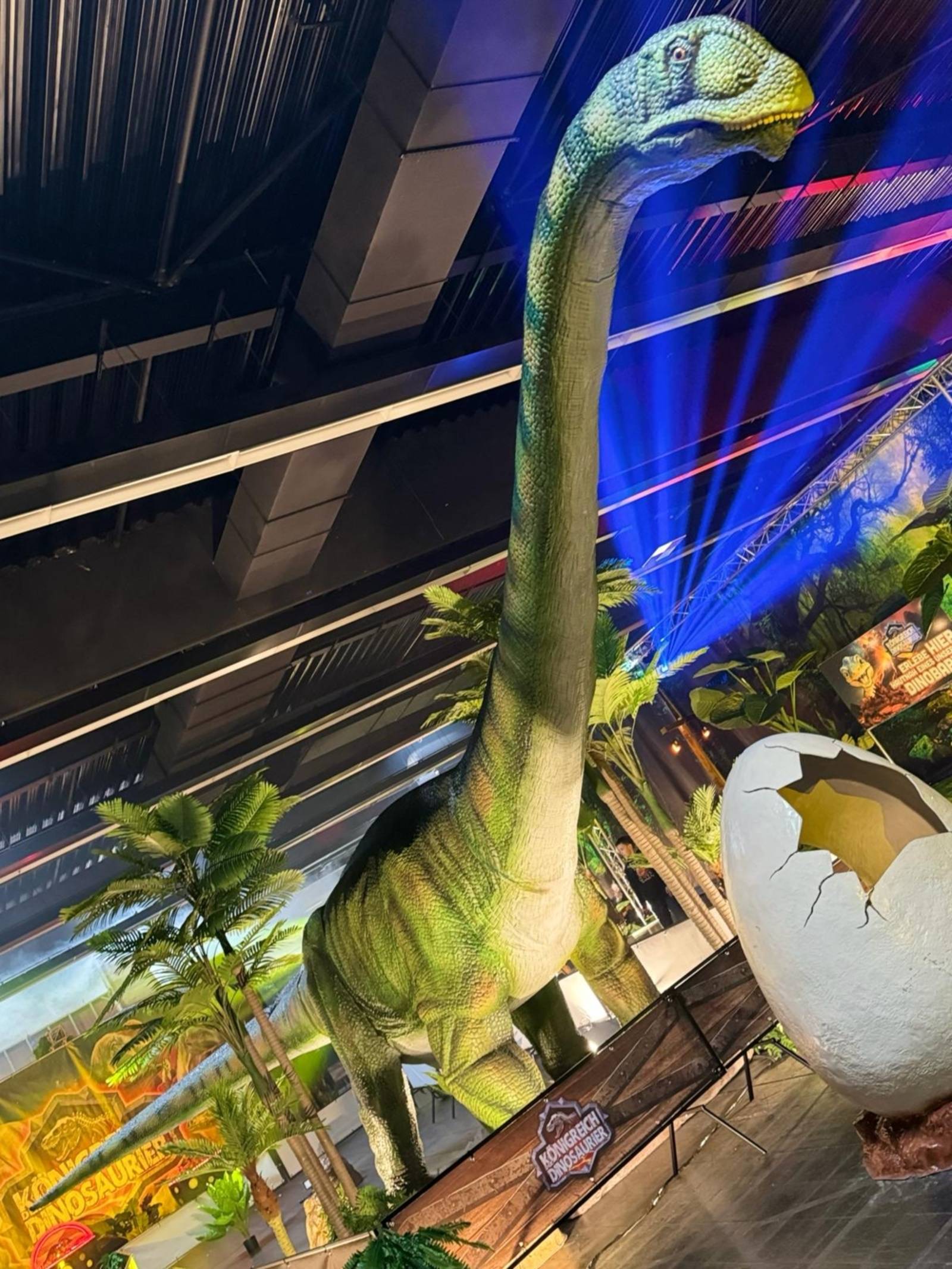 Zu sehen ist ein lebensgro&szlig;er Nachbau eines Diplodocus.