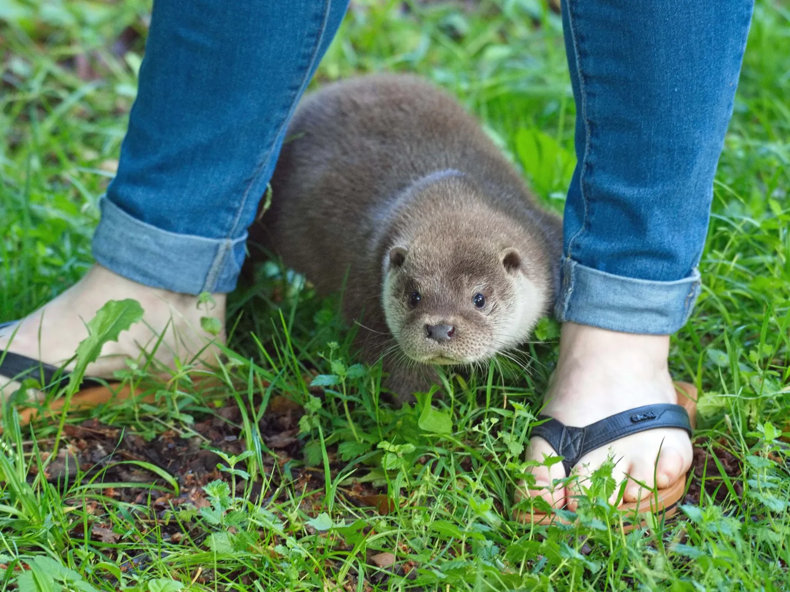 Ein junger Fischotter sitzt zwischen zwei menschlichen Füßen im Gras.