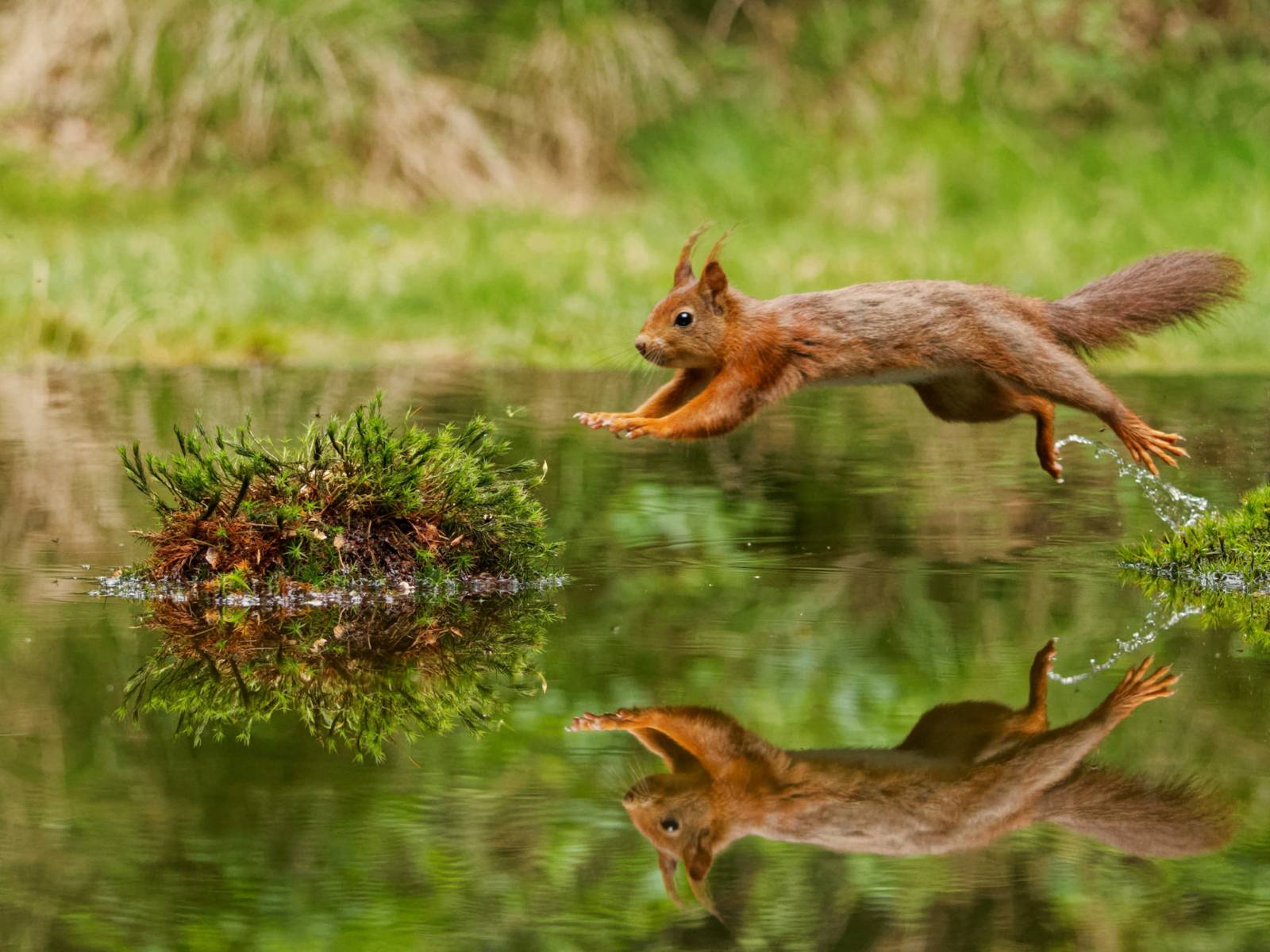 Zu sehen ist eine Fotografie von Friedhelm Poschade: Eine Nahaufnahme eines Eichhörnchens, das über Wasser springt.