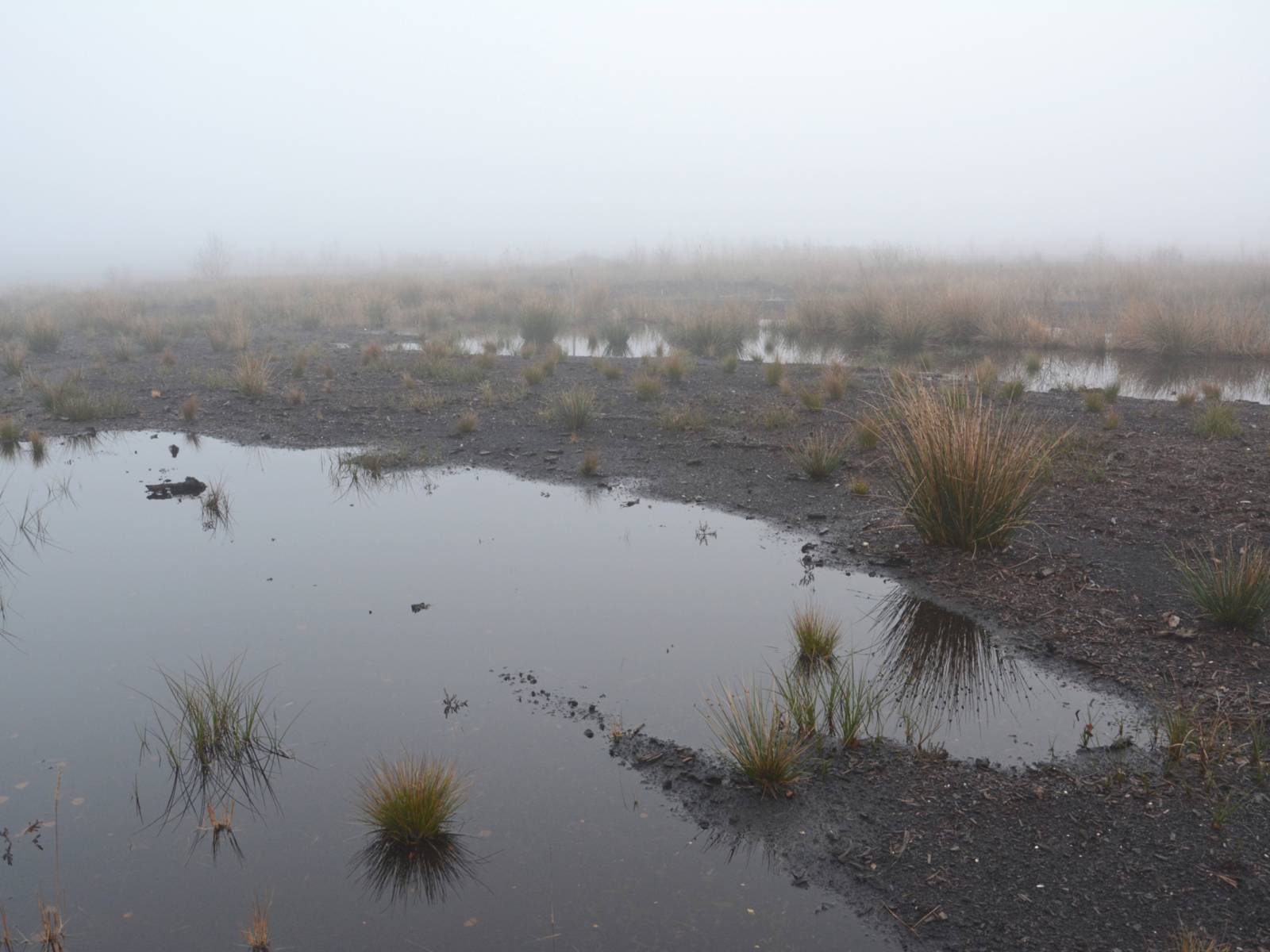Moorlandschaft mit Wasser, einzelnen Schilfbüscheln im Nebel