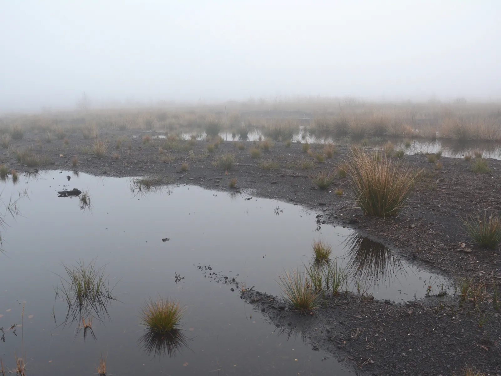 Moorlandschaft mit Wasser, einzelnen Schilfb&uuml;scheln im Nebel
