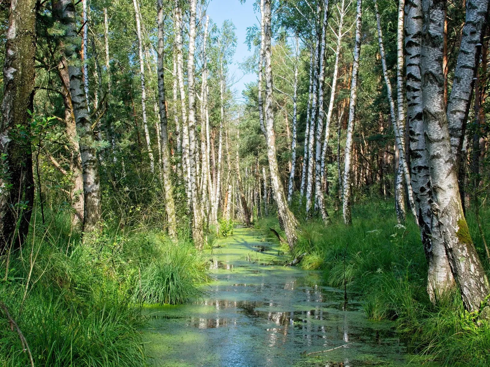 Bäume an einem kleinen Fluss im Wald.