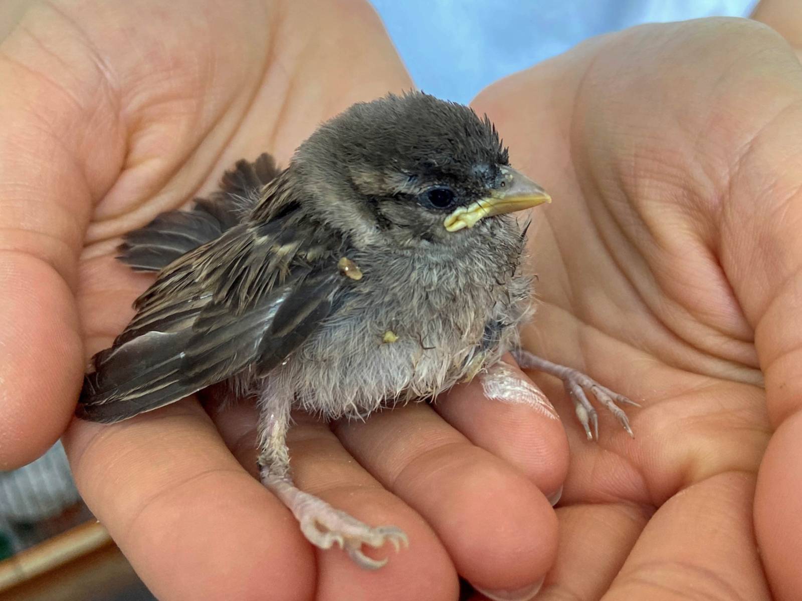 Ein verletzter Spatz in zwei Händen.