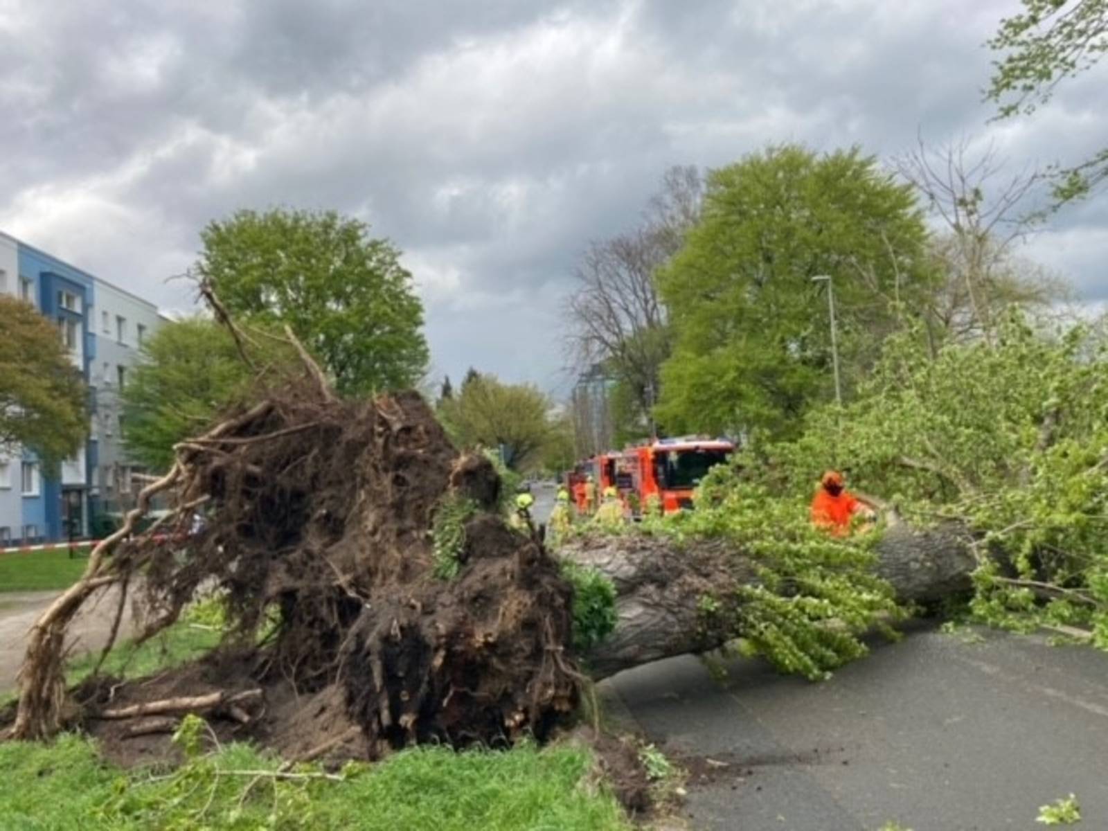 Ein großer Baum ist durch einen Sturm auf eine Straße gestürzt.