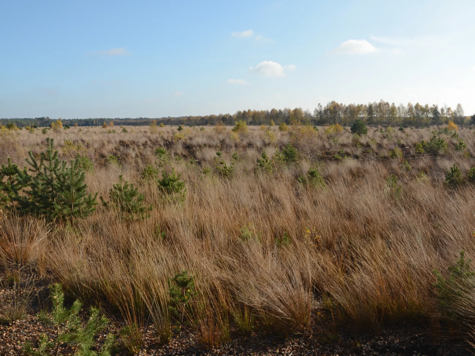 Moorlandschaft