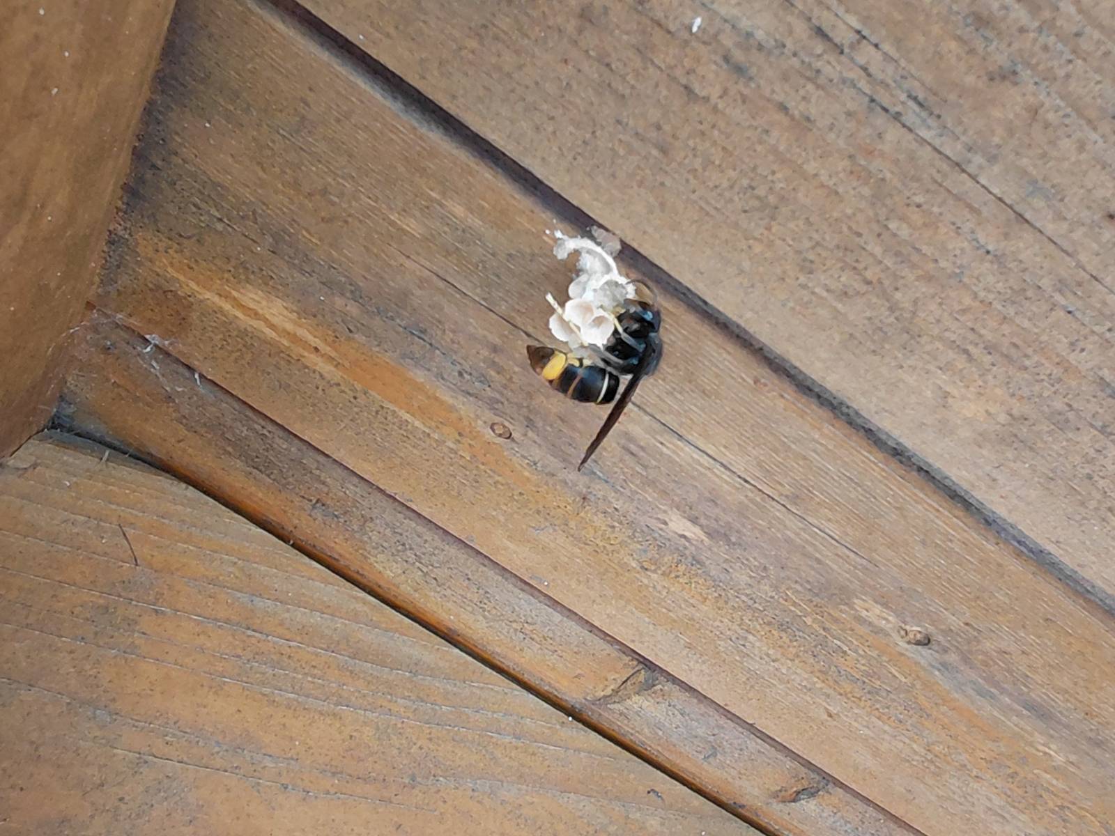 Hornisse mit Nest