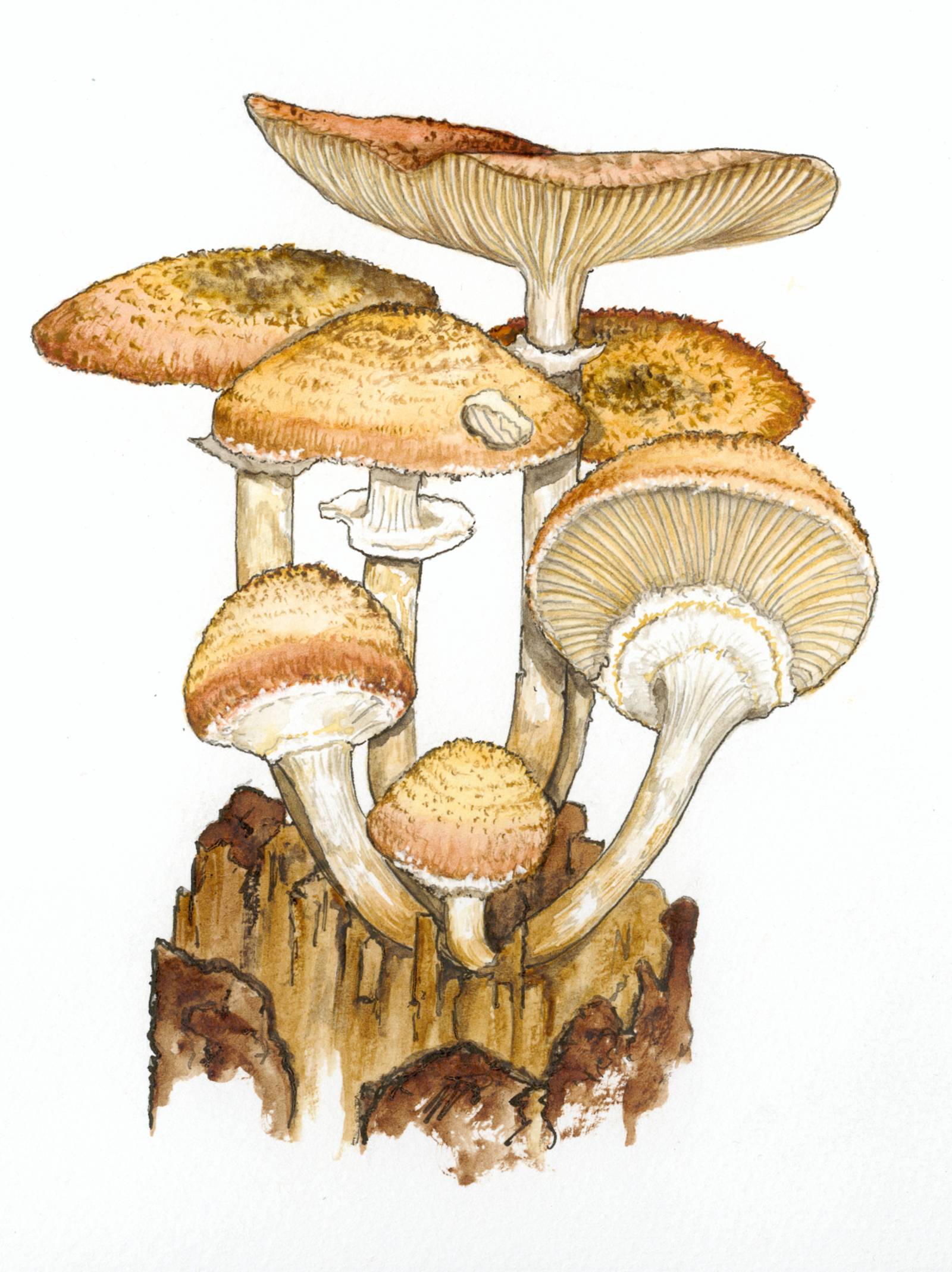 Zeichnung einer Pilzgruppe