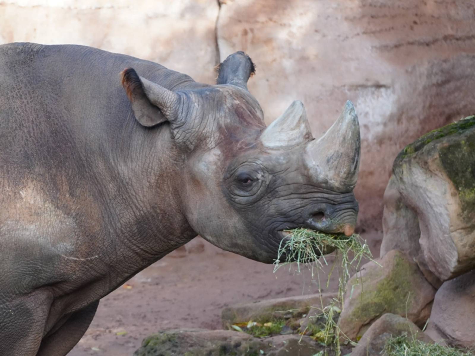 Spitzmaulnashorn „Kito“ aus dem Erlebnis-Zoo Hannover