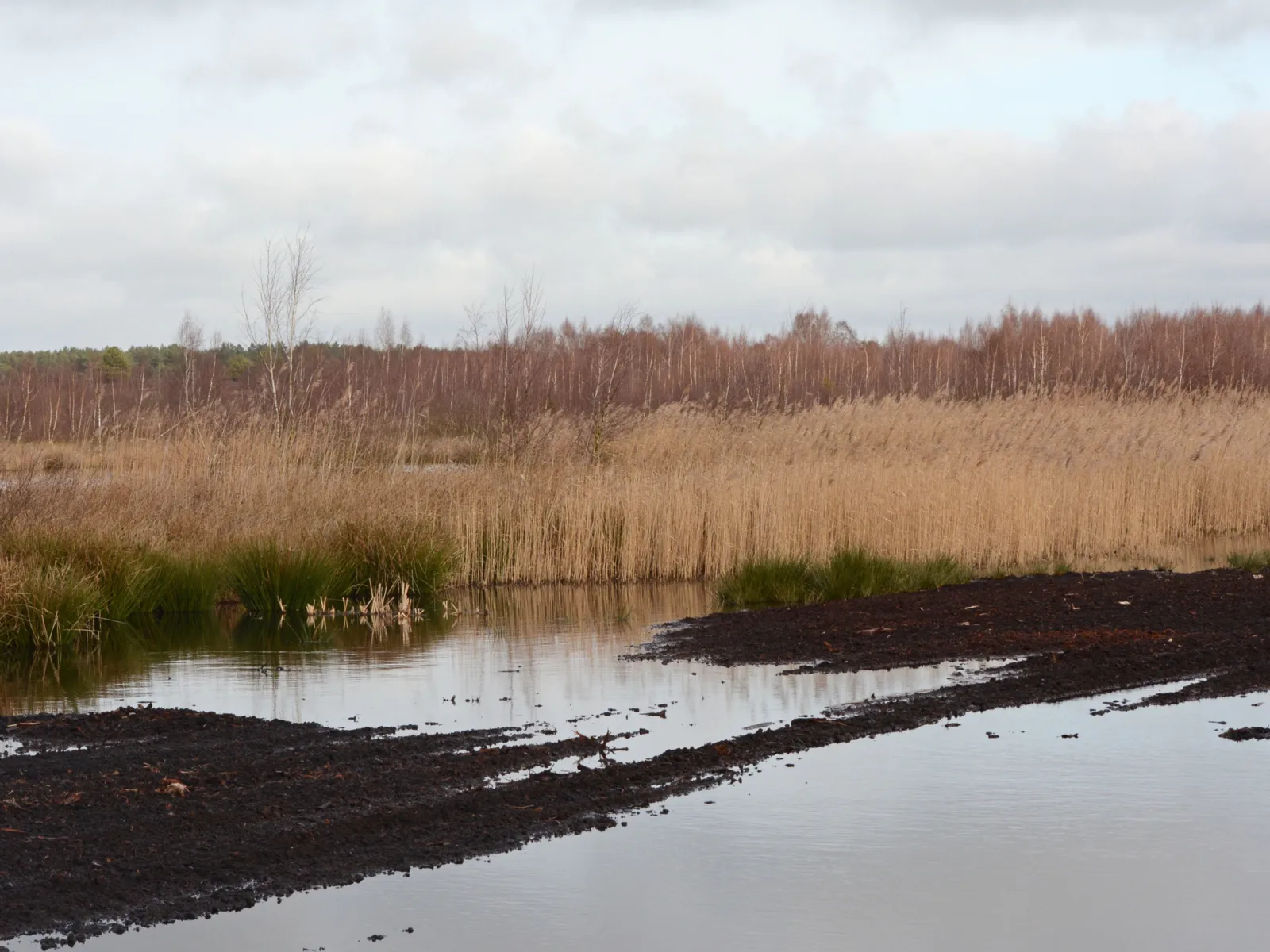 Moorlandschaft