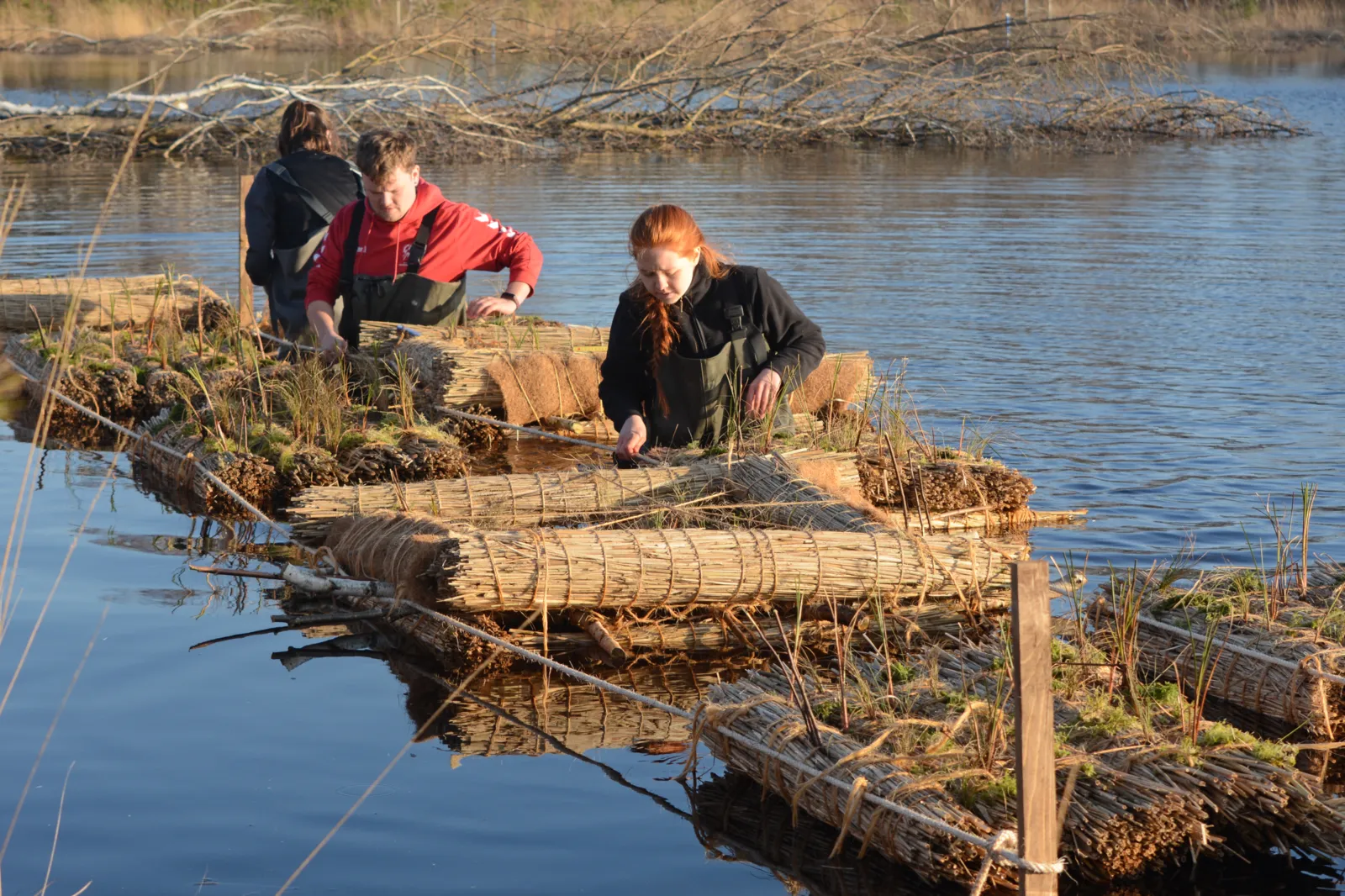 Drei Personen stehen mit Watthosen im Wasser und binden Inseln aus Schilf