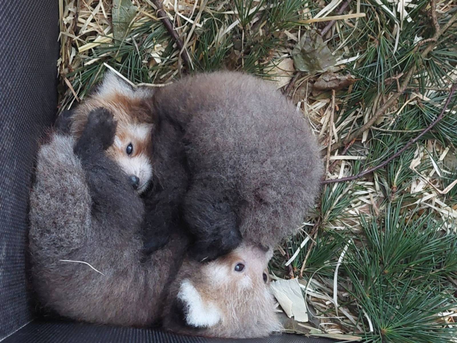 Zwei Jungtiere der bedrohten Tierart Kleiner Panda im Erlebnis-Zoo Hannover