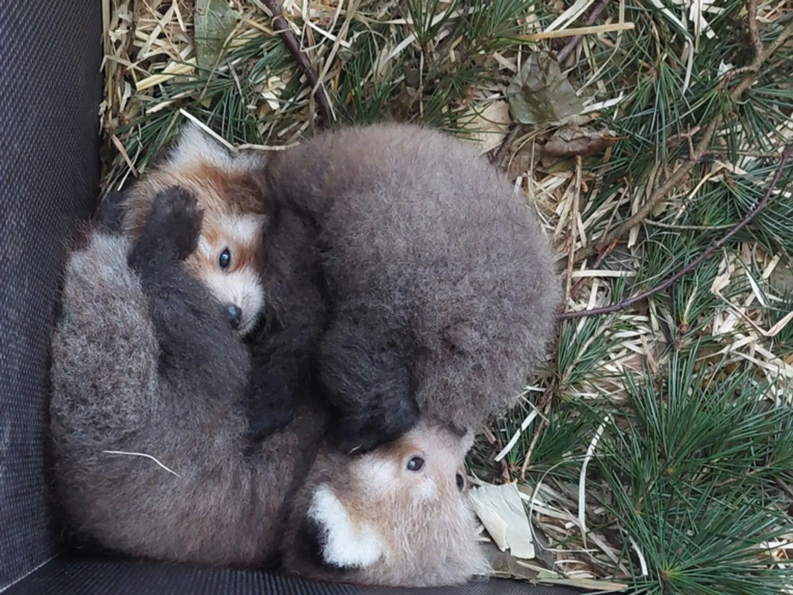 Zwei Jungtiere der bedrohten Tierart Kleiner Panda im Erlebnis-Zoo Hannover