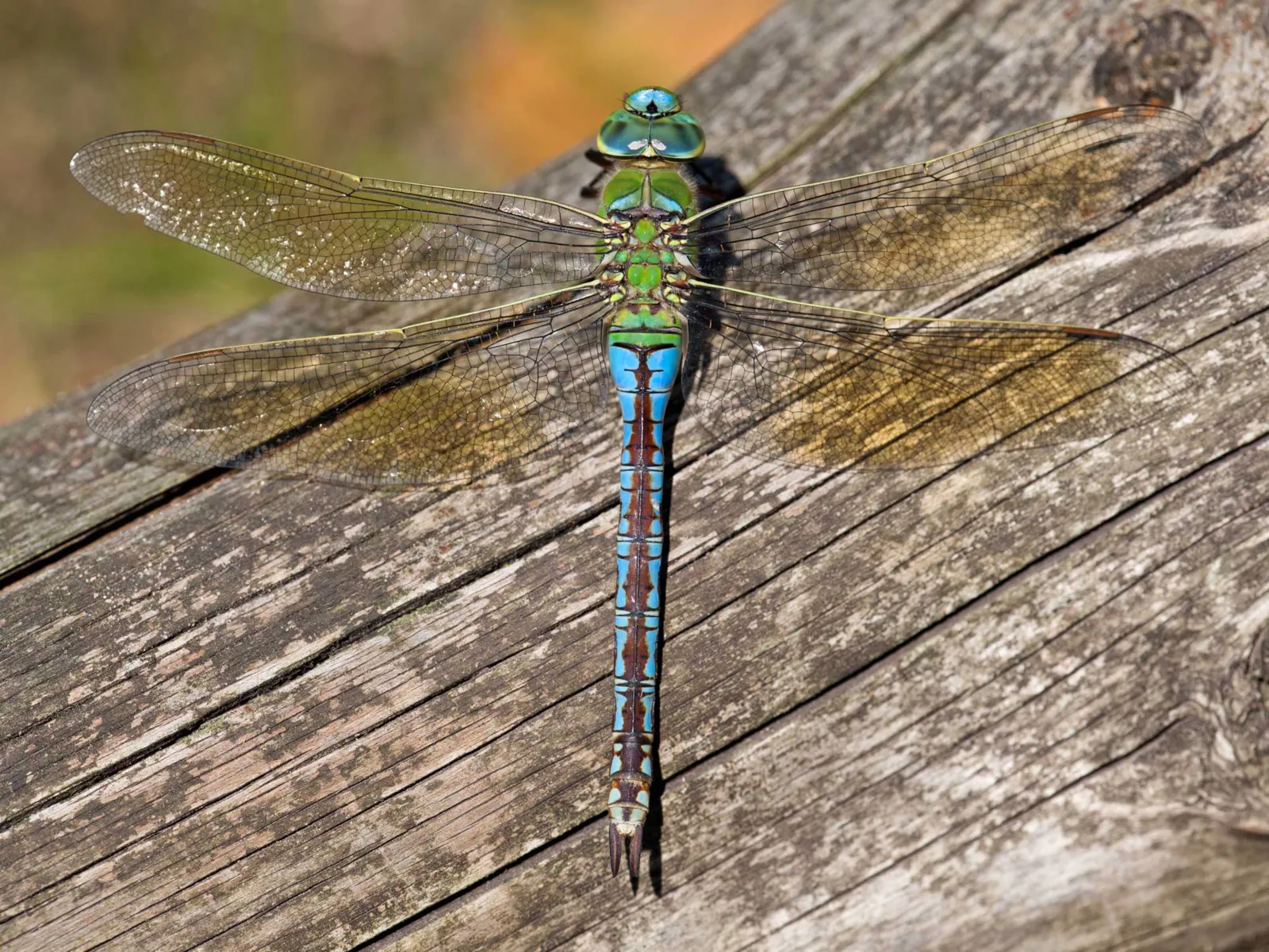 Libelle