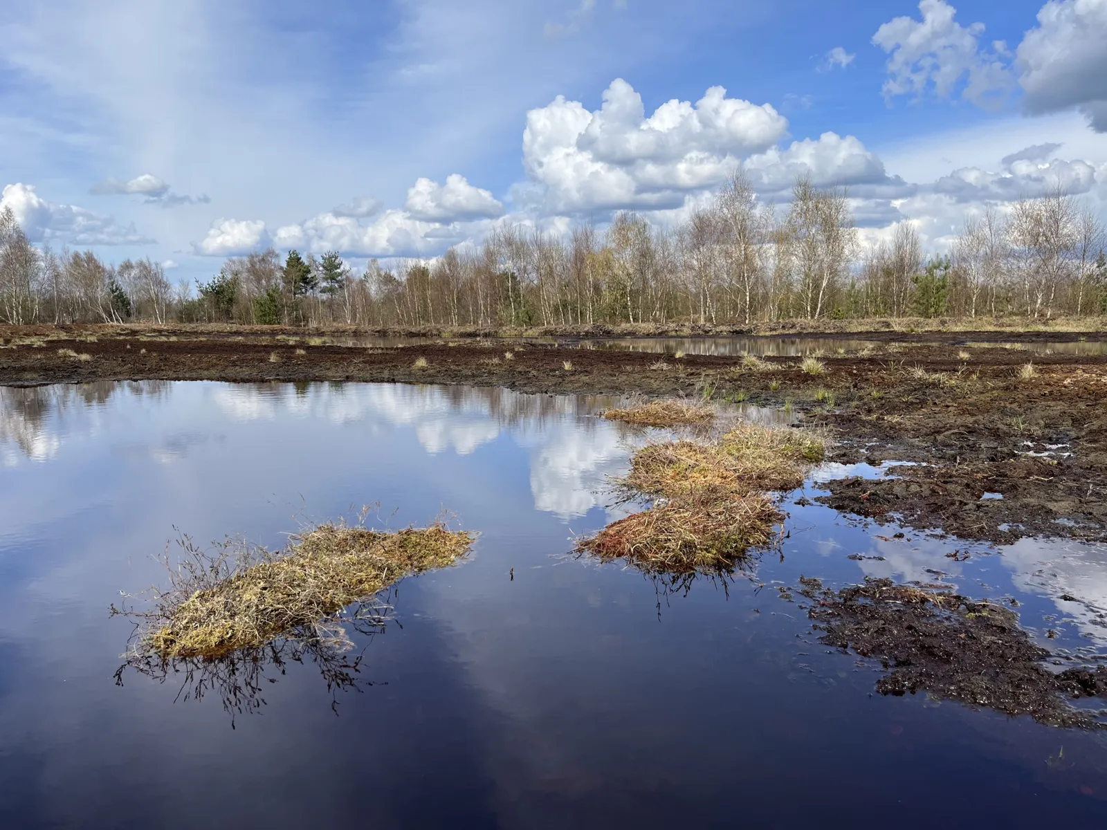 Fl&auml;chen mit Moos in einer Wasserfl&auml;che im Moor