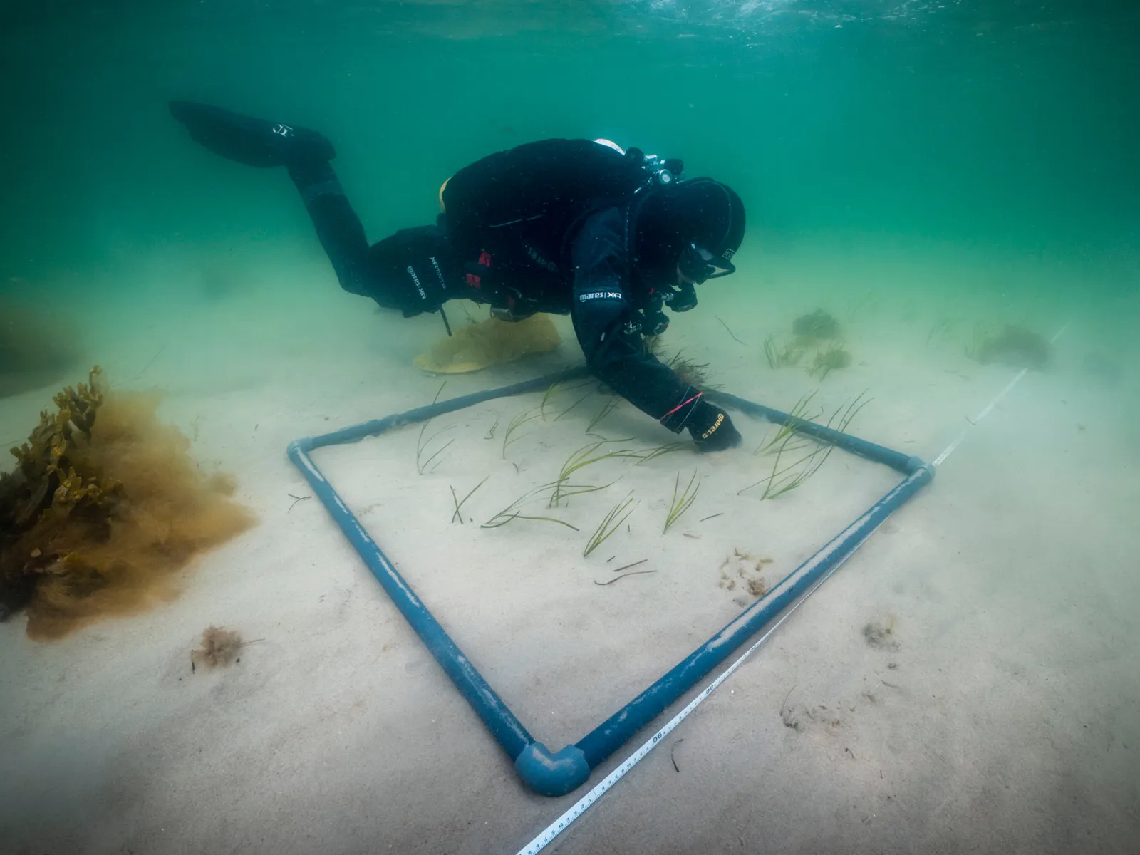 Taucher pflanzt Seegras auf sandigem Meeresboden