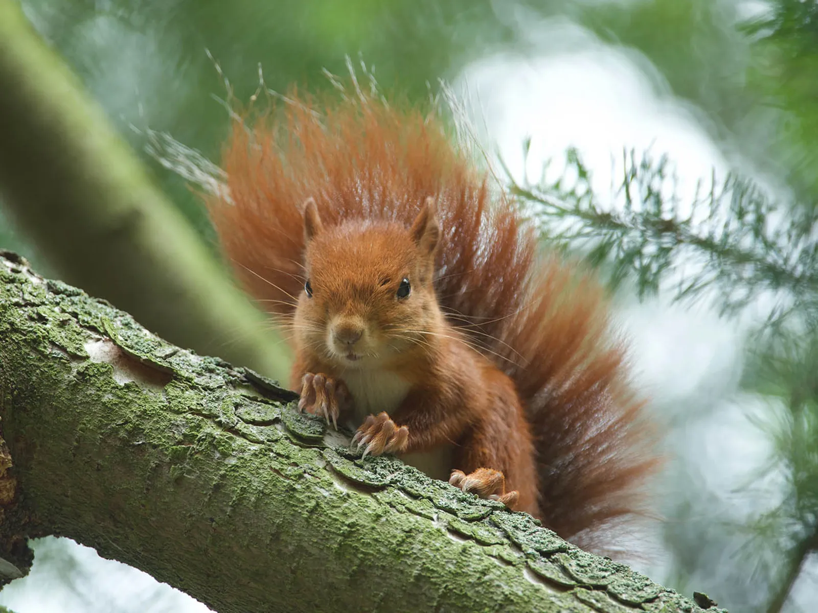 Ein Eichhörnchen in einem Baum.