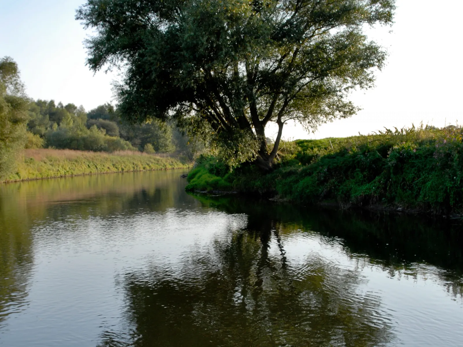 Flu&szlig; flie&szlig;t um eine Biegung, am Ufer w&auml;chst ein einzelner gro&szlig;er Baum, der sich in der Wasseroberfl&auml;che spiegelt.
