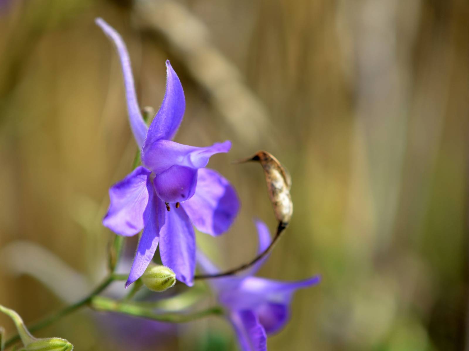 Eine Blume.
