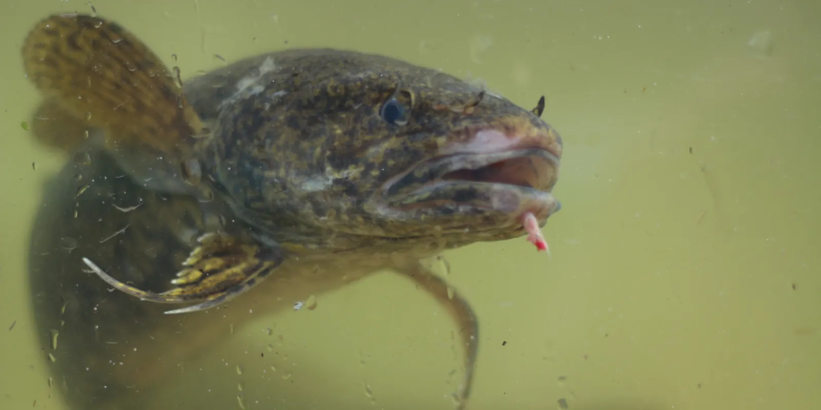 Quappe (Fisch) in gr&uuml;nlichem Wasser