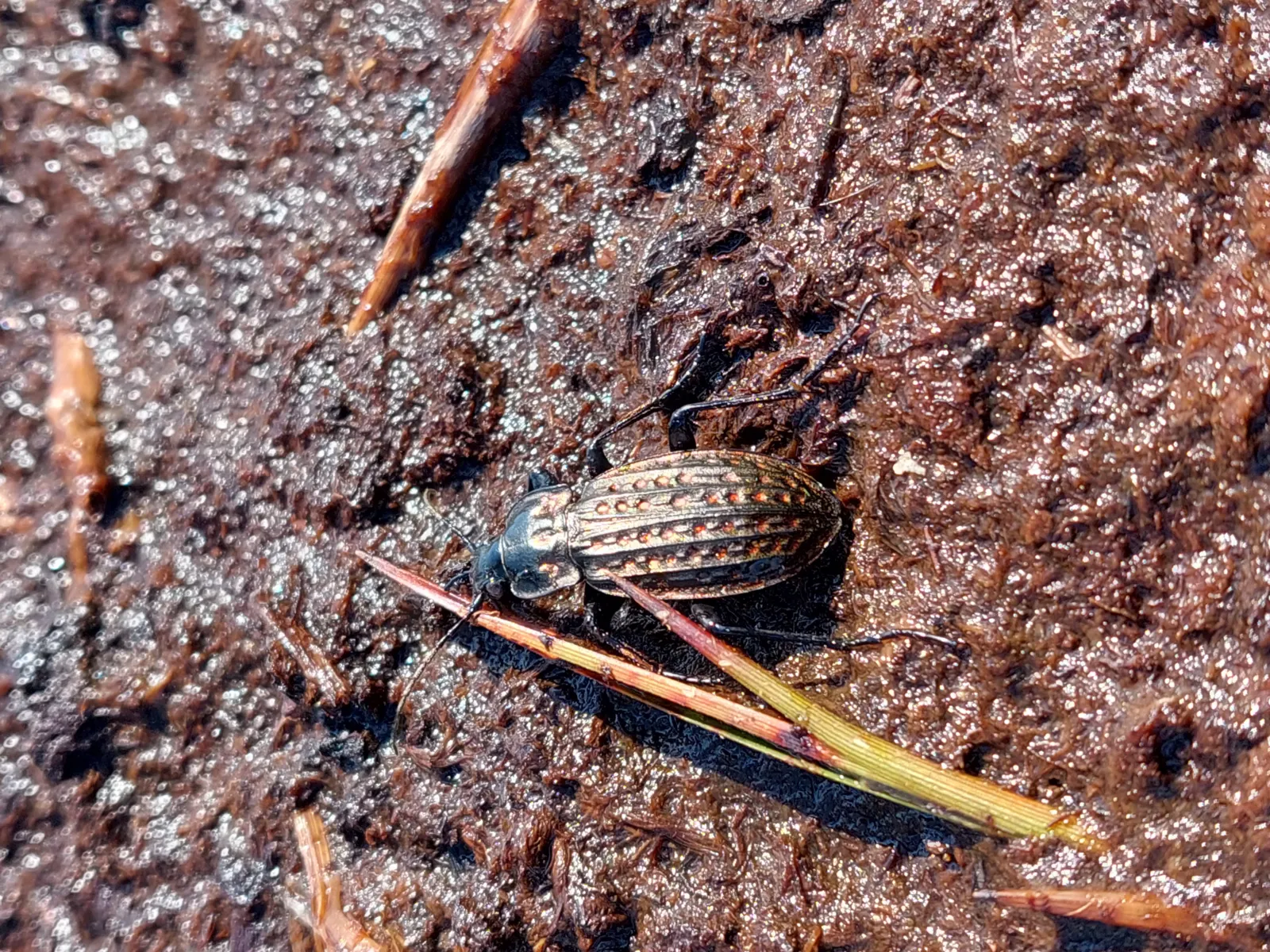 K&auml;fer im Moor
