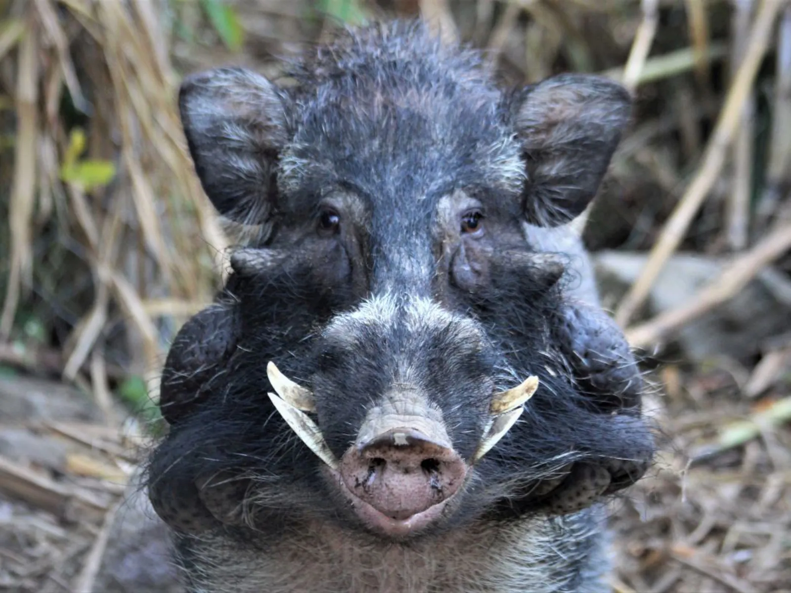 Frontalaufnahme des Pustelschweins im Unterholz.