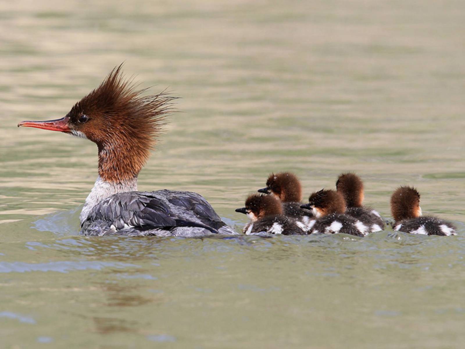 Eine Gänsesägerfamilie in der kanadischen Provinz Yukon