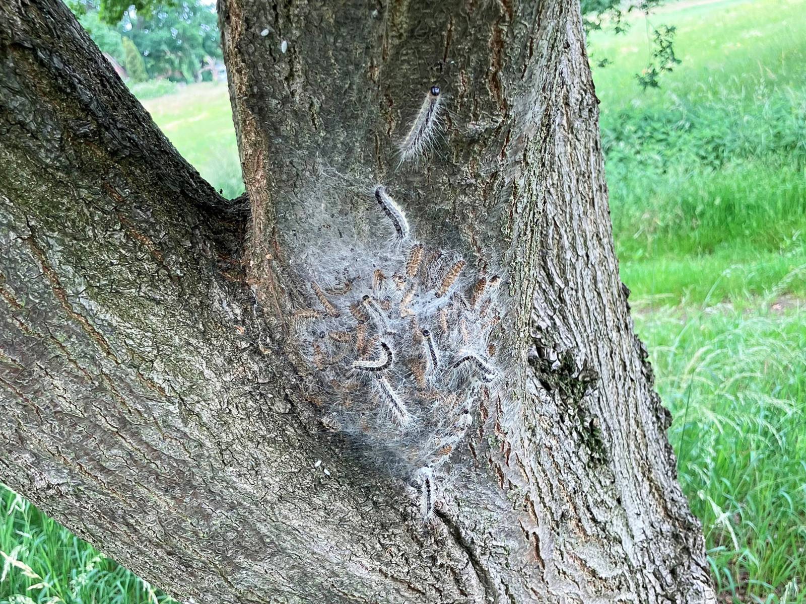 Raupen an einem Baum.