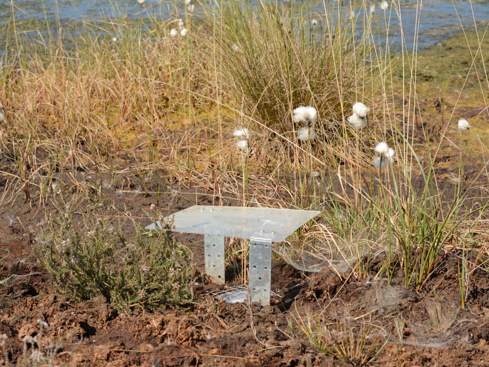 Bodenfalle f&uuml;r Laufk&auml;fer mit Abdeckung um zu verhindern, dass Regenwasser die Falle f&uuml;llt
