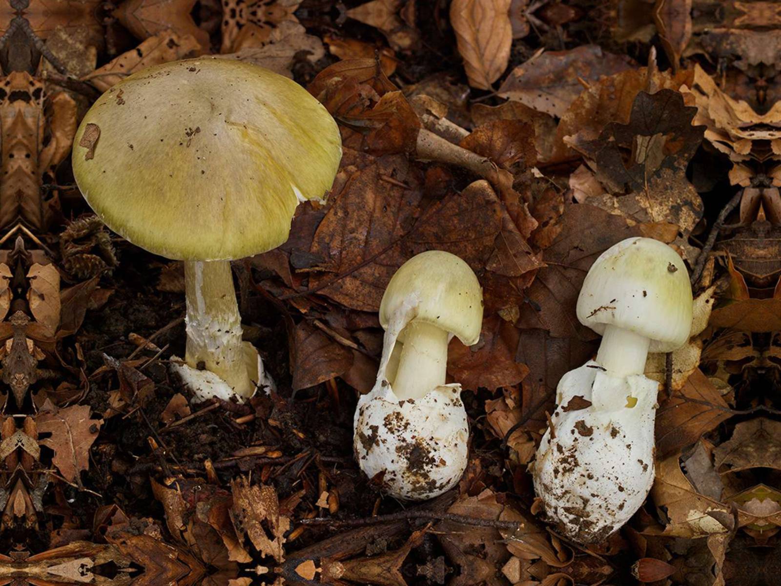 Drei Pilze