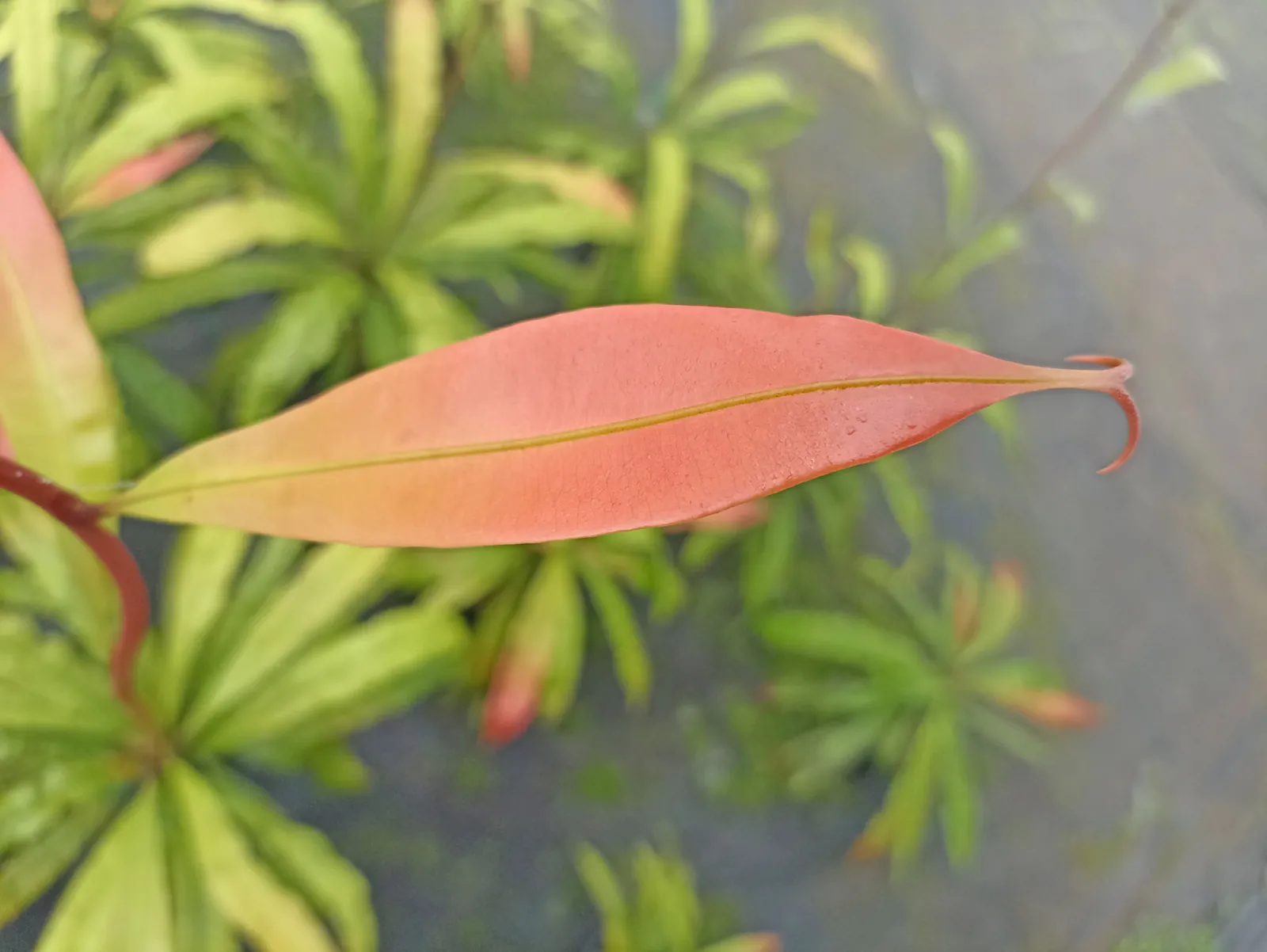 Blatt einer Pflanze