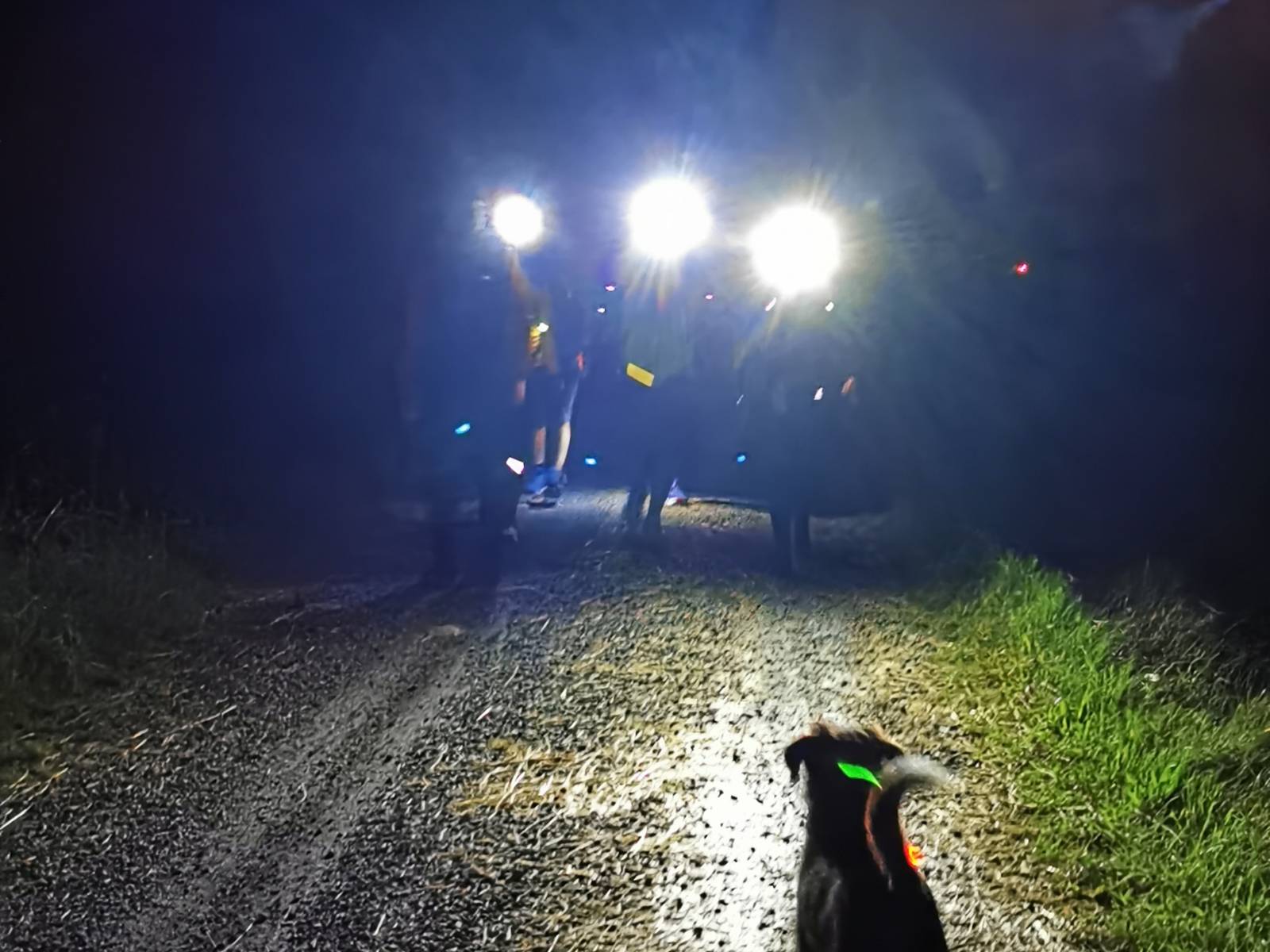 Ein Hund geht einer Gruppe von Personen entgegen, die mit Stirnlampen an einer Nachtwanderung teilnehmen.